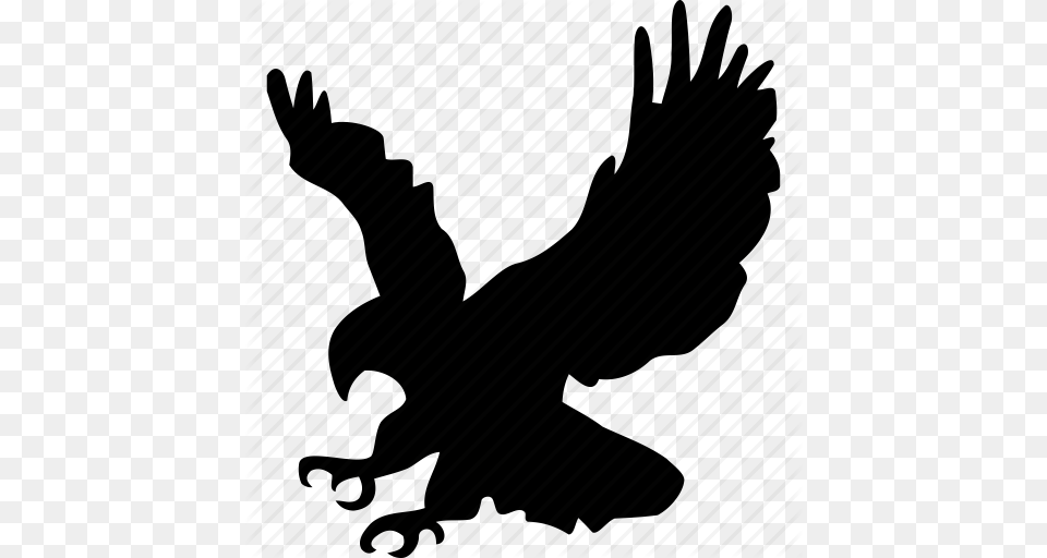 Animals, Animal, Bird, Blackbird, Vulture Free Png