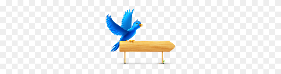 Animals, Animal, Bird, Jay, Bluebird Free Png Download