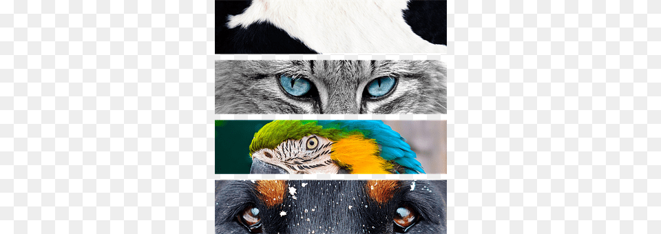 Animals Animal, Art, Beak, Bird Free Png