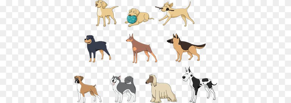 Animals Baby, Person, Animal, Canine Free Png Download