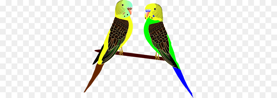 Animals Animal, Bird, Parakeet, Parrot Free Png Download