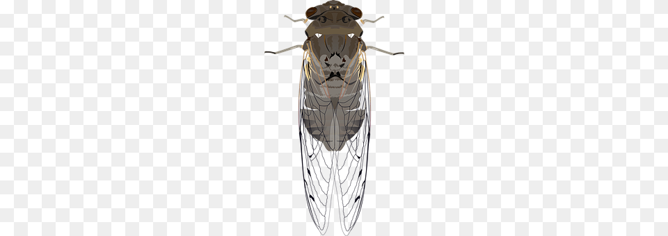 Animals Animal, Fly, Insect, Invertebrate Free Transparent Png
