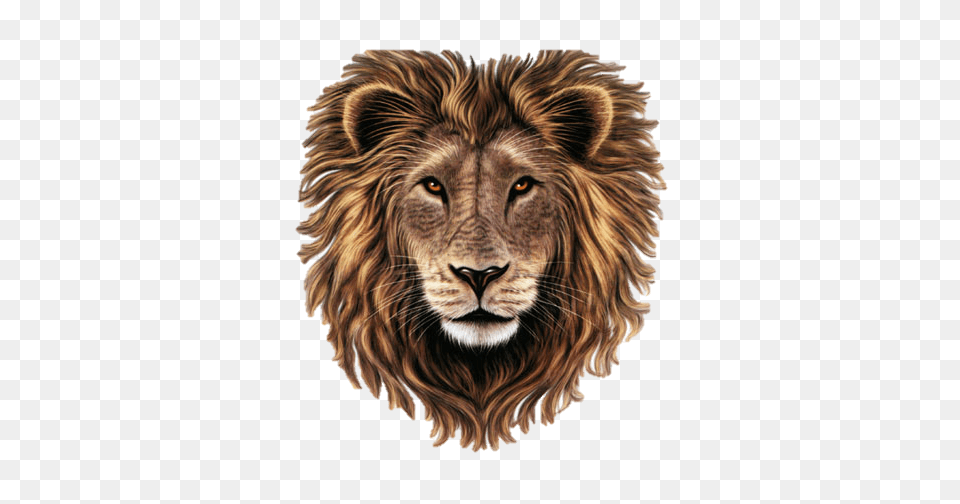 Animals, Animal, Lion, Mammal, Wildlife Free Png