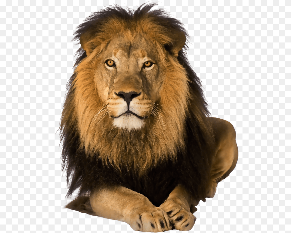 Animals Png