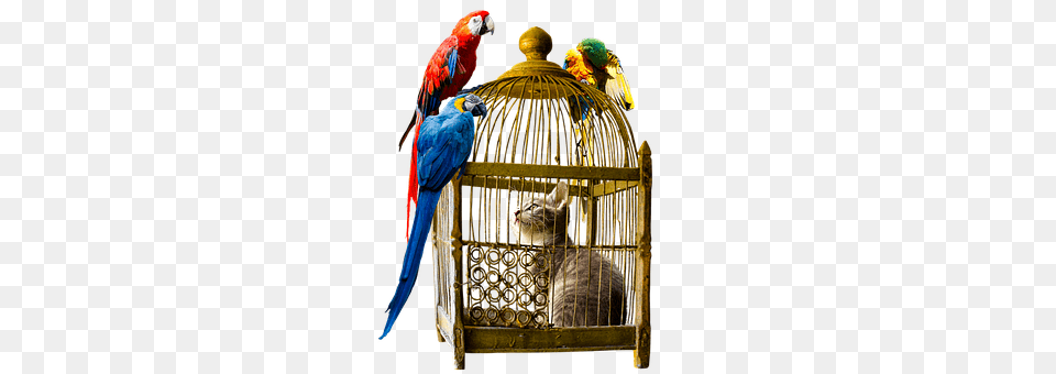 Animals Animal, Bird, Cat, Mammal Free Png