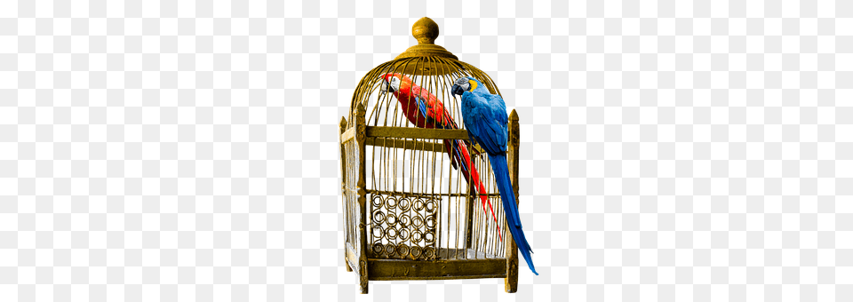 Animals Animal, Bird, Parrot Free Png Download
