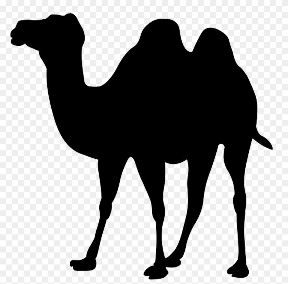 Animals, Animal, Camel, Mammal, Dinosaur Png Image