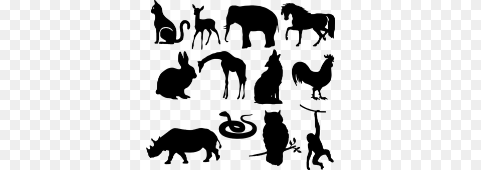 Animals Gray Png Image