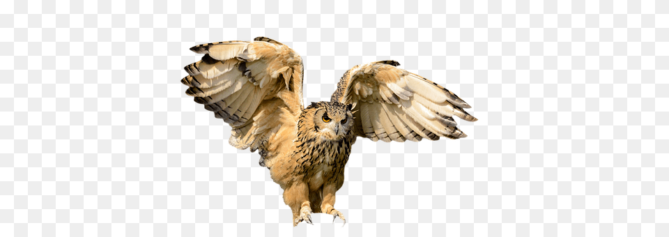 Animals Animal, Bird, Owl Png Image