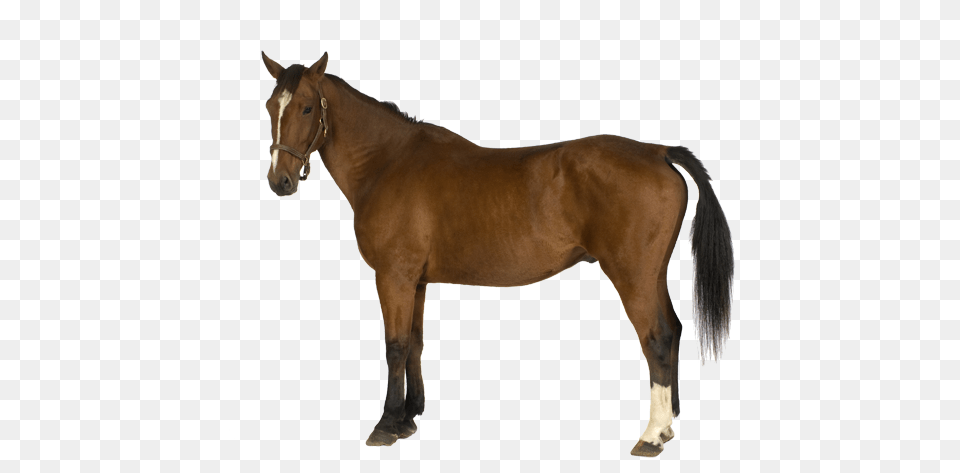 Animals, Animal, Colt Horse, Horse, Mammal Free Transparent Png