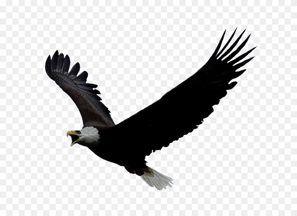 Animals, Animal, Bird, Flying, Eagle Png