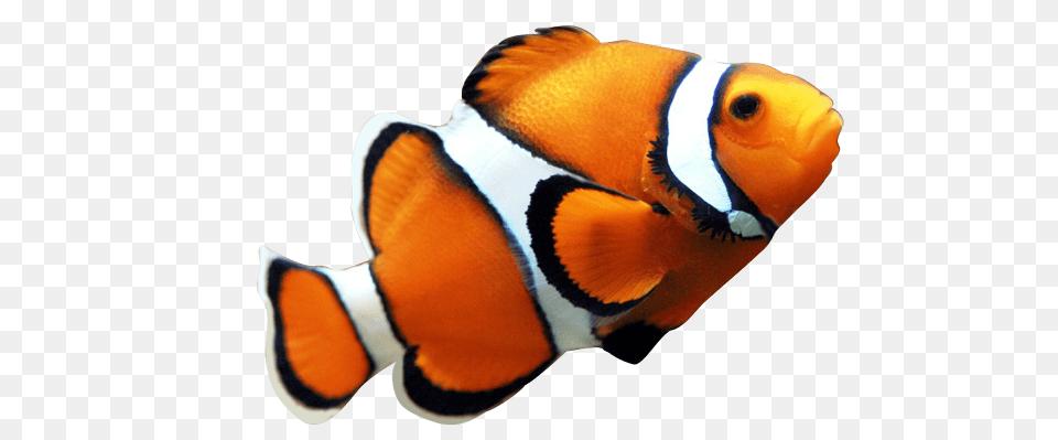 Animals, Amphiprion, Animal, Fish, Sea Life Png