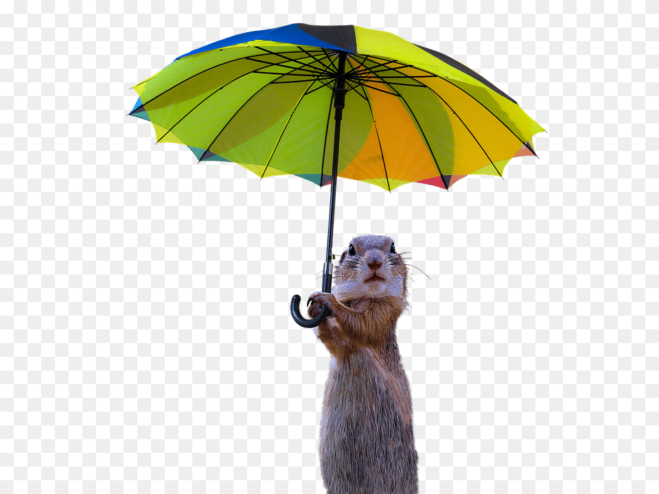 Animals Canopy, Umbrella, Animal, Mammal Free Transparent Png