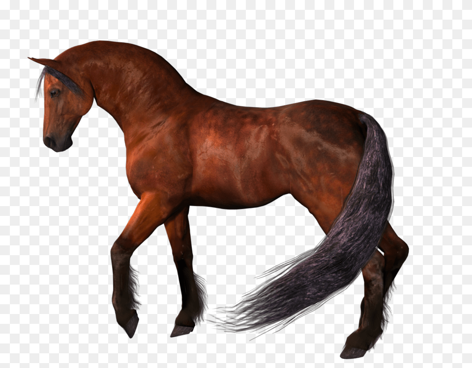 Animals, Animal, Colt Horse, Horse, Mammal Png Image