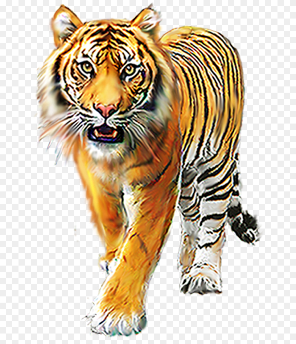 Animals, Animal, Mammal, Tiger, Wildlife Free Png