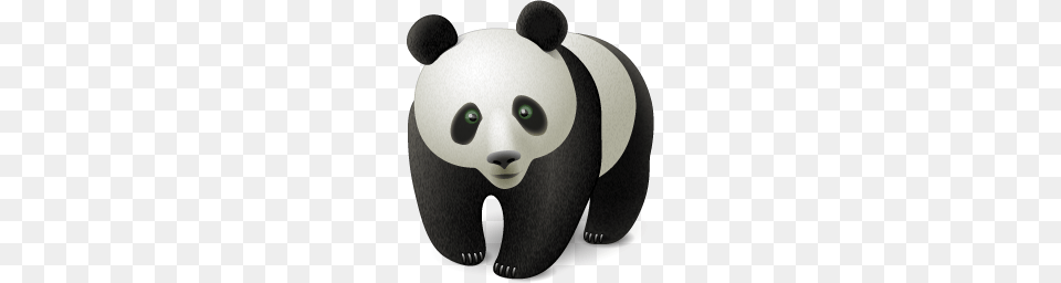 Animals, Animal, Bear, Mammal, Wildlife Free Transparent Png