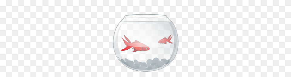 Animals, Animal, Aquarium, Fish, Sea Life Free Png