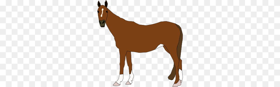Animals, Person, Animal, Colt Horse, Horse Free Transparent Png