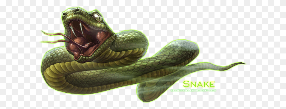 Animals, Animal, Reptile, Snake Free Png