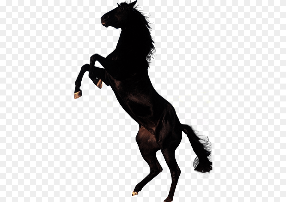 Animals, Silhouette, Animal, Mammal, Horse Png