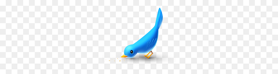 Animals, Animal, Beak, Bird, Jay Free Transparent Png