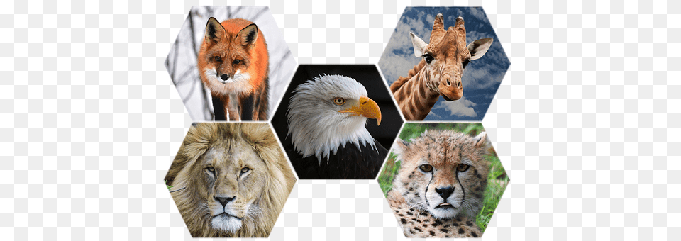 Animals Animal, Mammal, Lion, Wildlife Free Png Download