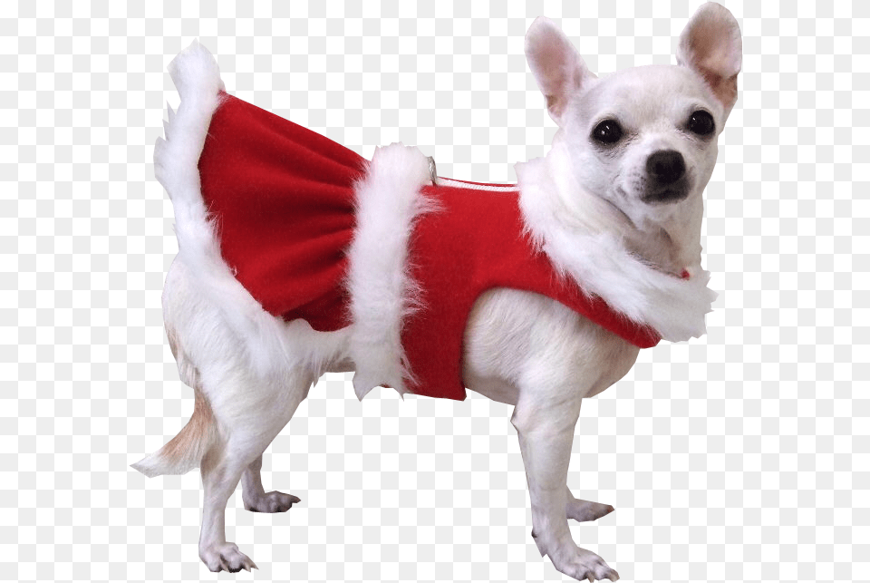 Animals And Birds No Background Animal A Christmas Dog Transparent Background, Canine, Mammal, Pet, Clothing Png Image