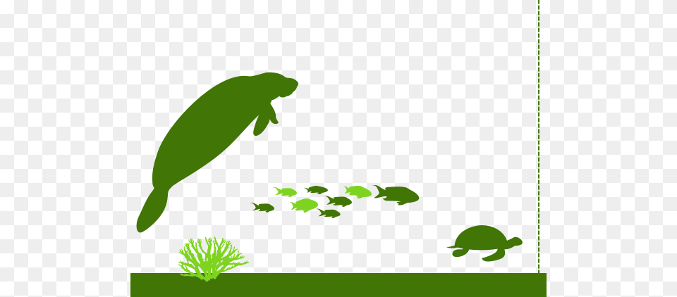 Animals And Zones, Animal, Reptile, Sea Life, Turtle Free Png