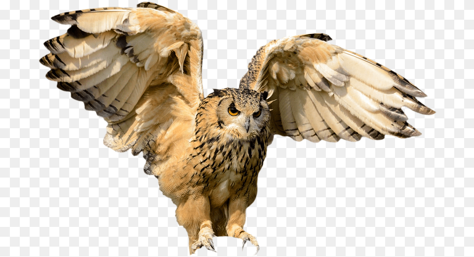 Animals Bird Owl Flying Wing Hunting Bird Owl In Flight, Animal Png Image