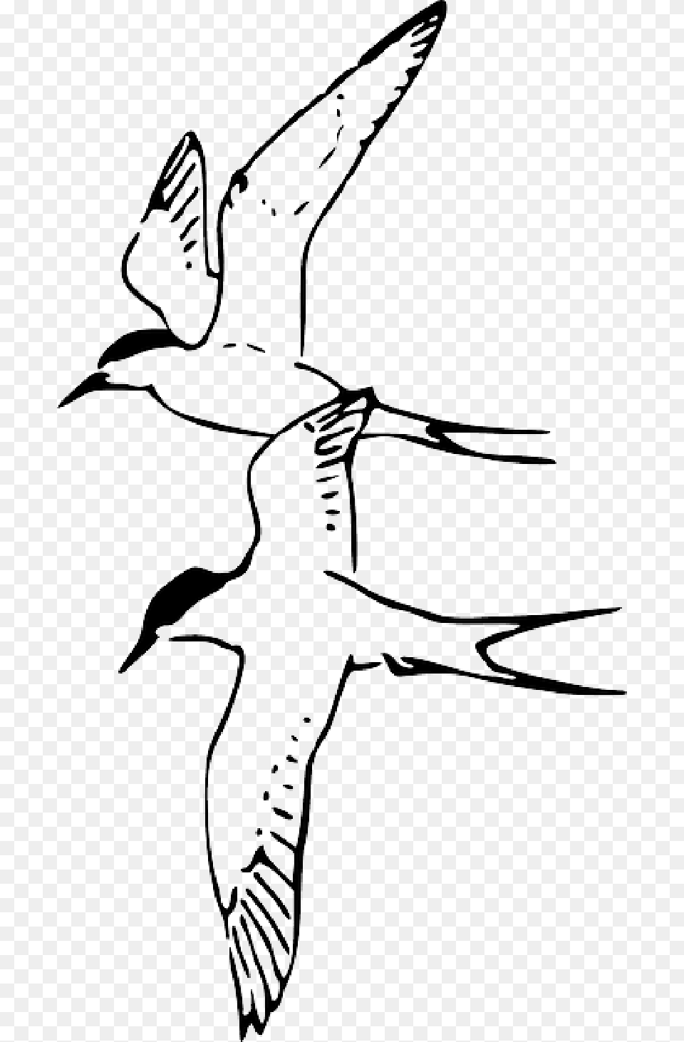 Animals Birds Bird Fly Arctic Tern Pages Animal Sketch Birds Flying Sparrow, Beak, Booby, Fish, Sea Life Free Png Download