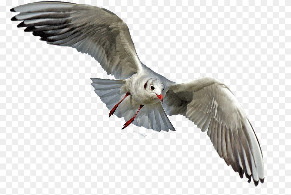 Animals Birds With Silver Feathers, Animal, Beak, Bird, Flying Png Image