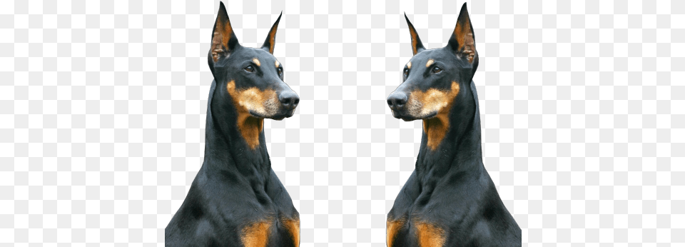 Animals Black Animal Urban Dogs Gangster Gang Ghetto Dobermann, Canine, Dog, Mammal, Pet Png