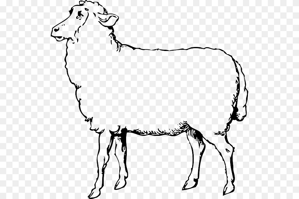 Animals Black Food Outline Drawing Sketch White Clip Art Sheep Black And White, Animal, Livestock, Mammal, Horse Free Png
