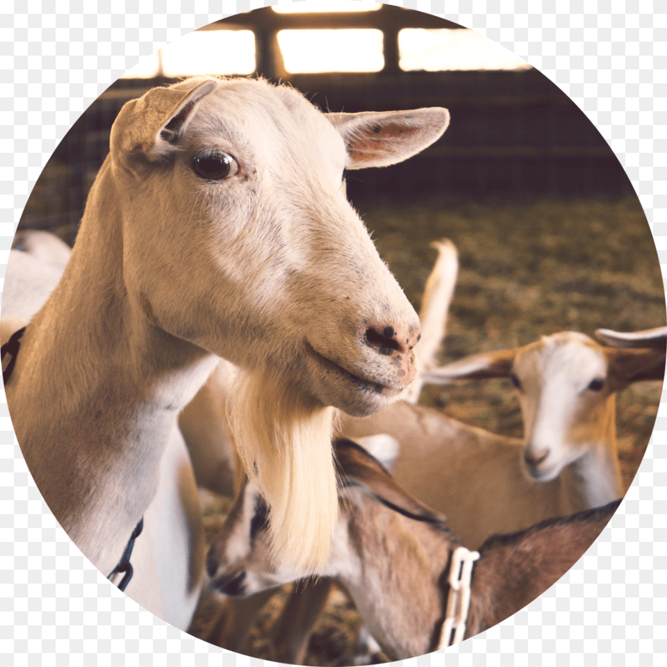 Animals Breed Of Sheep In Guyana, Livestock, Animal, Cattle, Cow Png