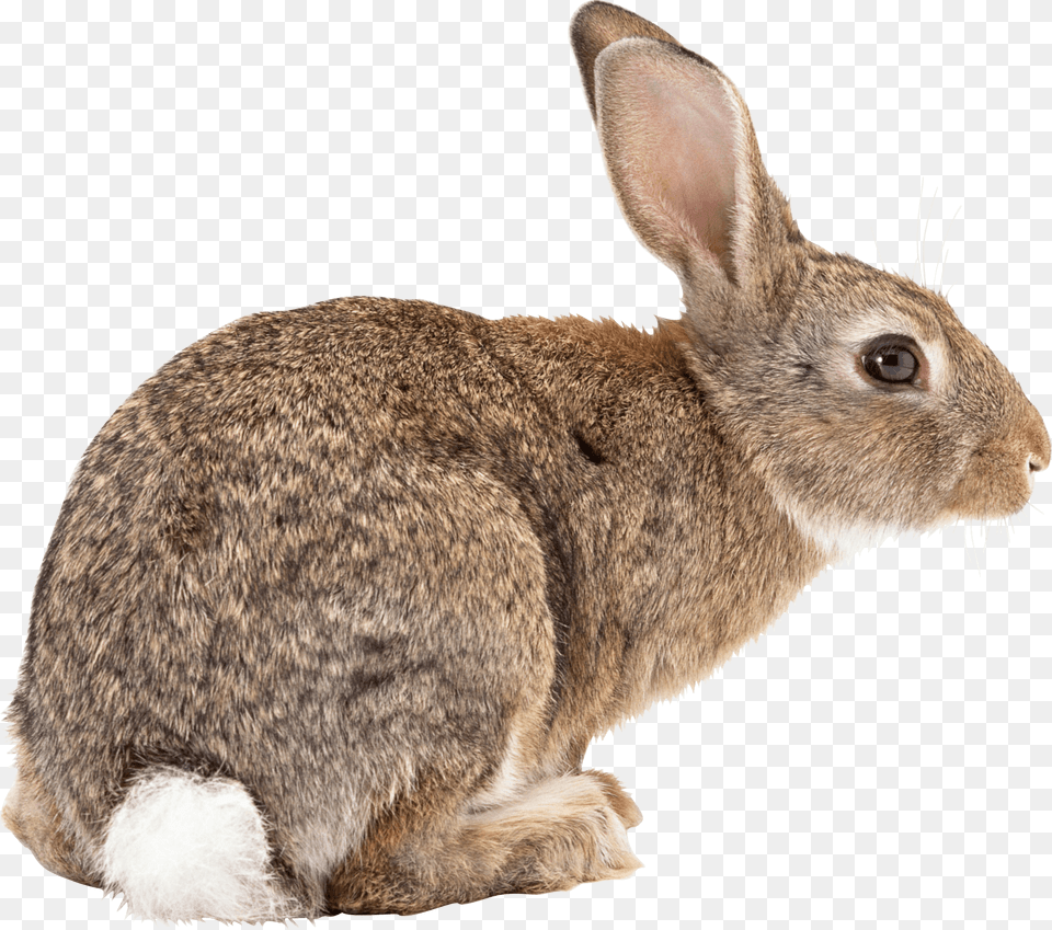 Animals Brown Rabbit, Animal, Mammal, Rat, Rodent Png
