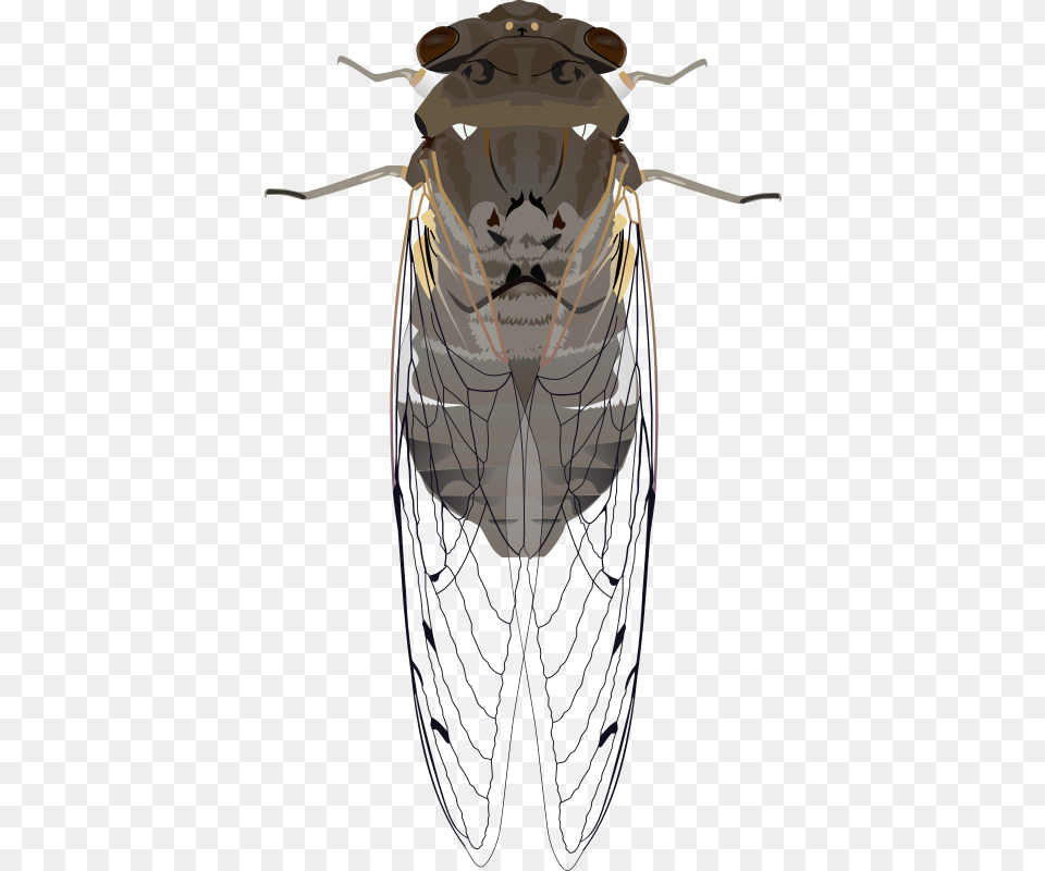 Animals Bug Cicada Insect Wings Cicada Clipart, Animal, Fly, Invertebrate Png Image