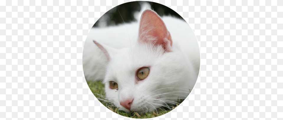 Animals Cats Beautiful White Cat Resting On The Grass White Cat, Angora, Animal, Mammal, Pet Png Image