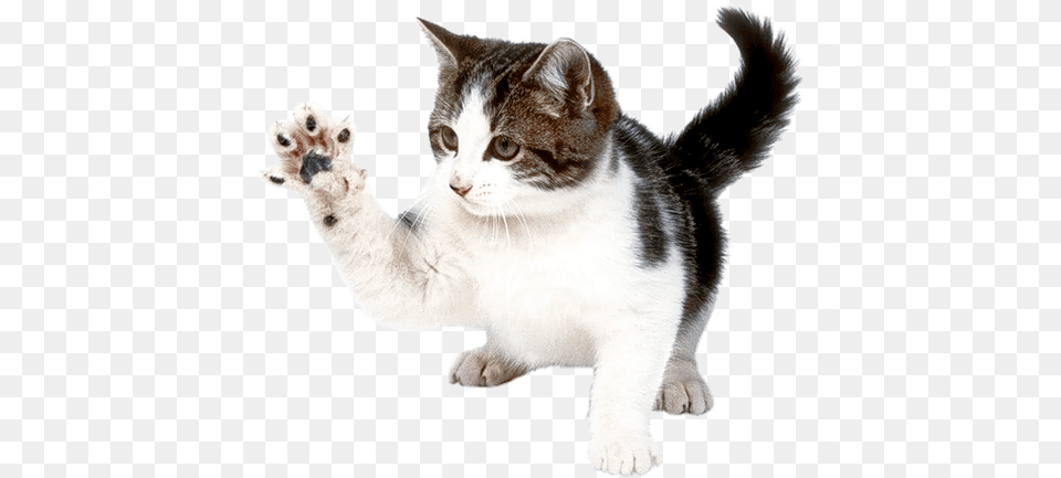 Animals Cats Kitten, Electronics, Hardware, Animal, Cat Free Png