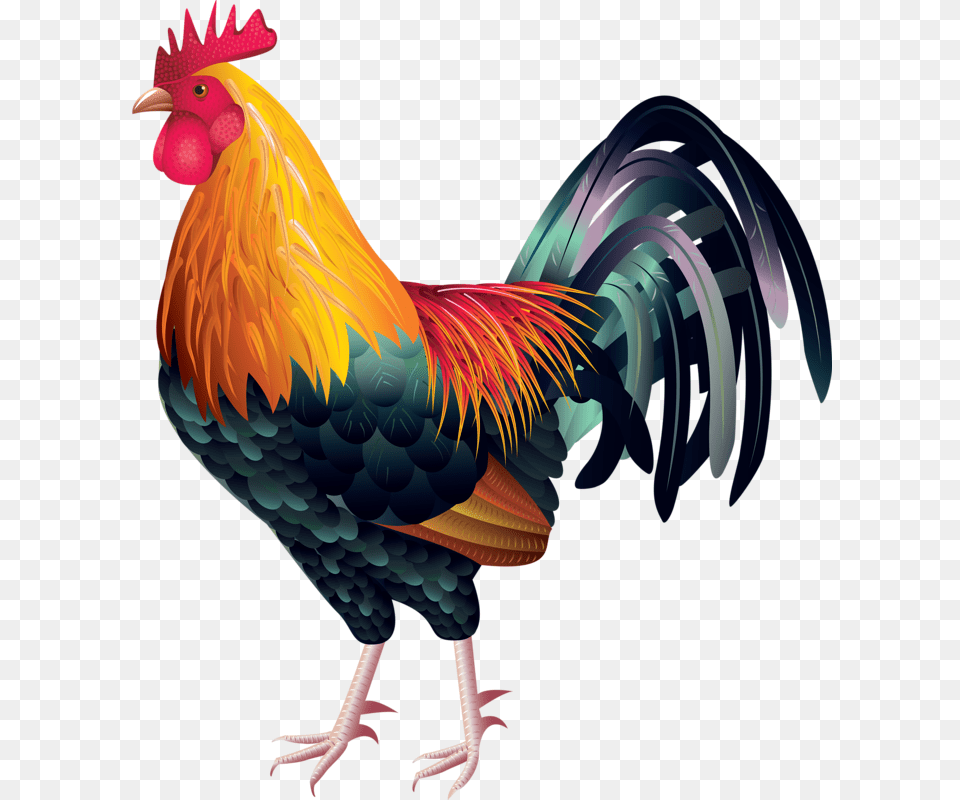 Animals Clip Art Rooster Rooster Vector, Animal, Bird, Chicken, Fowl Png