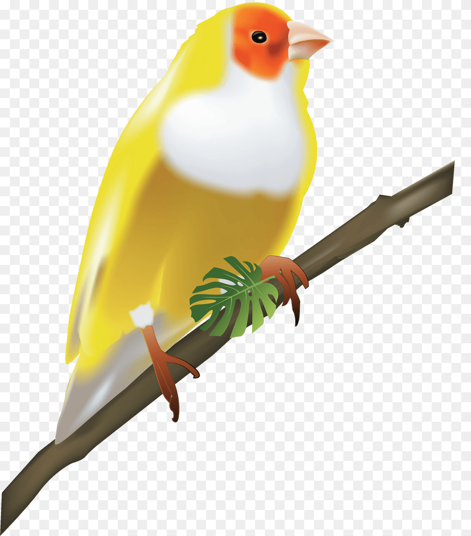Animals Clipart, Animal, Bird, Finch, Canary Free Transparent Png
