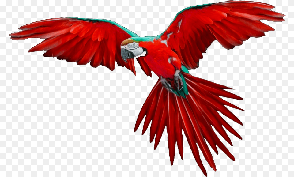 Animals Clipart Cartoon Flying Bird, Animal, Macaw, Parrot Free Transparent Png