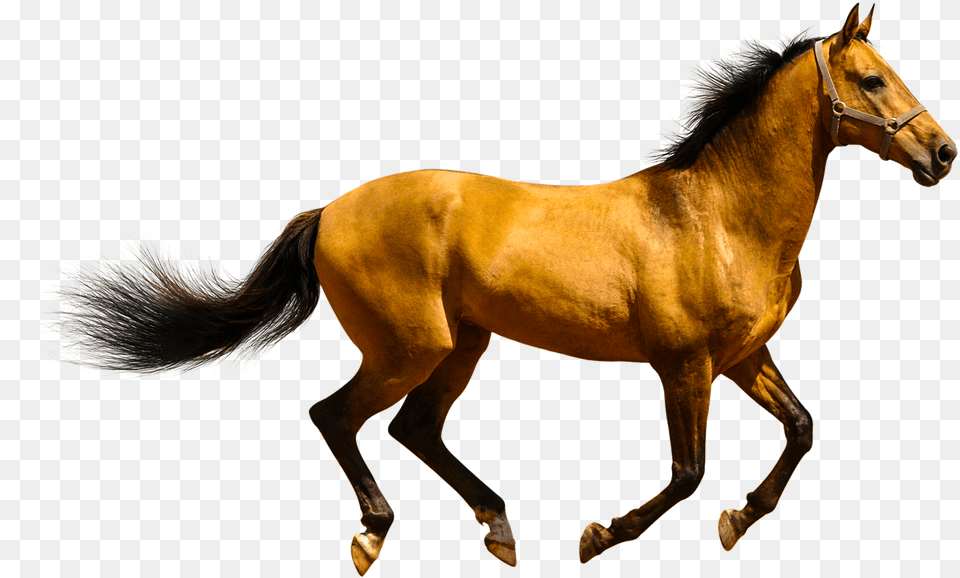 Animals Clipart Cartoon Horse Knees, Animal, Colt Horse, Mammal Png Image