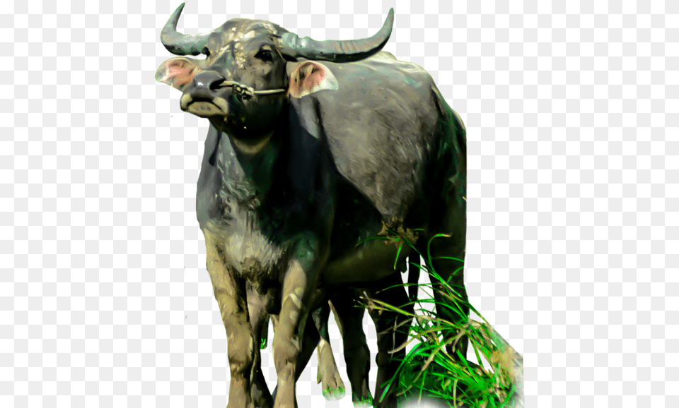 Animals Clipart Cartoon Water Buffalo, Animal, Bull, Mammal, Wildlife Free Png