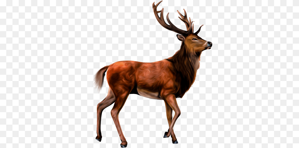 Animals Clipart Cartoon Wild Animals For Photoshop, Animal, Deer, Elk, Mammal Free Png