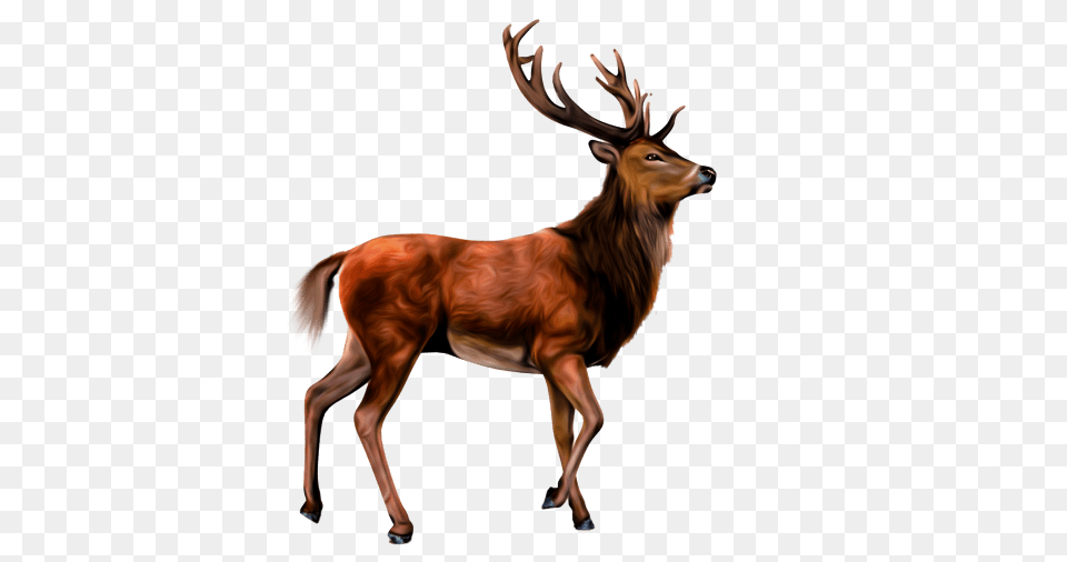 Animals Clipart Pngcartoon Animals Pngcute Animal Pngwild, Antelope, Deer, Elk, Mammal Png Image