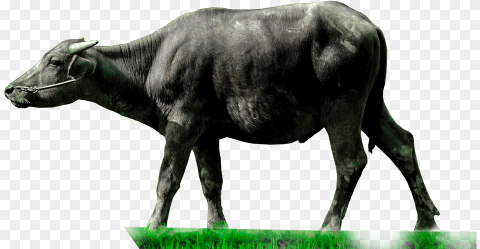 Animals Clipart Pngcartoon Animals Pngcute Animal Water Buffalo Bull, Mammal, Wildlife, Cattle Free Transparent Png