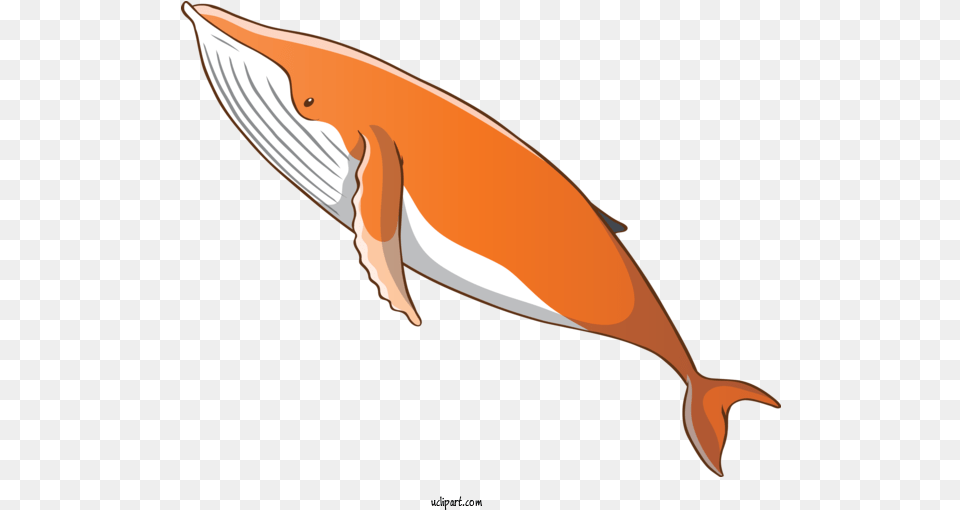 Animals Dolphin Cetacea Fin For Whale Whale Clipart, Animal, Mammal, Sea Life, Blade Free Png