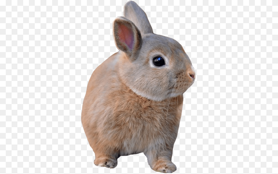 Animals Domestic Rabbit, Animal, Mammal, Rat, Rodent Png