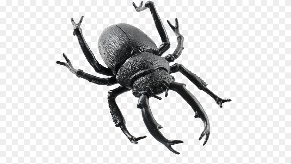 Animals Dung Beetle, Animal, Insect, Invertebrate, Dung Beetle Free Transparent Png