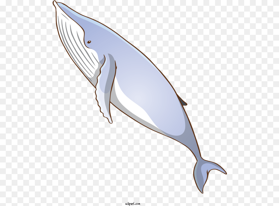 Animals Fin Bottlenose Dolphin Blue Whale For Whale Fish, Animal, Mammal, Sea Life, Blade Free Png